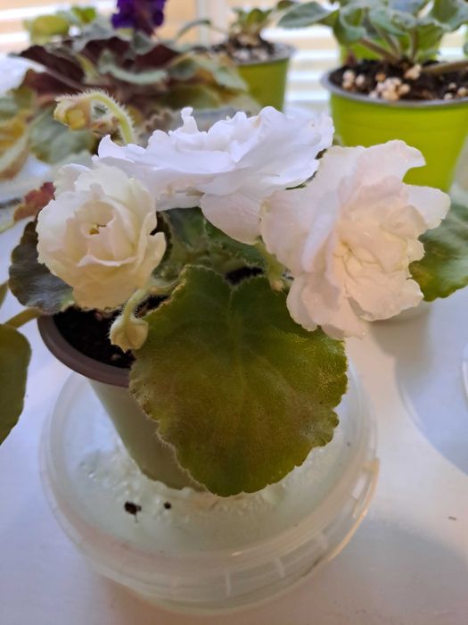 Фіалка ЛЕ-Біла камелія