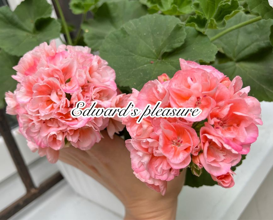 Сортові педаргонії, сортова пеларгонія , живці пеларгоній