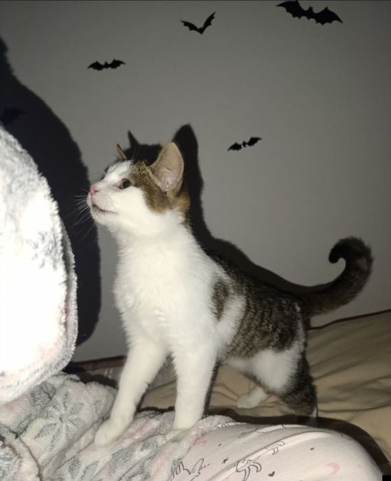 Дуже ласкаве кошення в добрі руки. Безкоштовно.