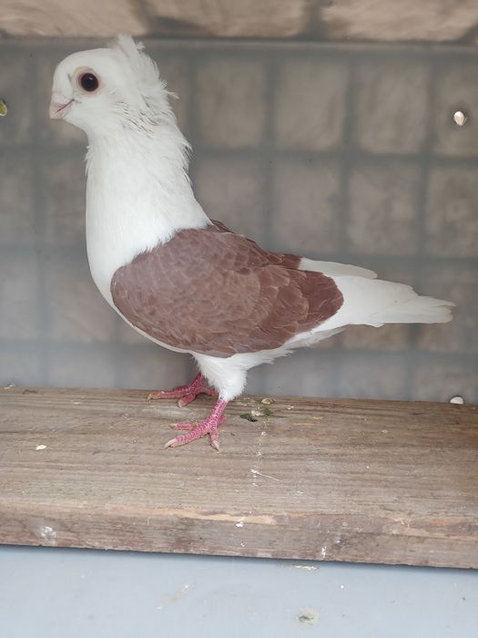 Gołębie Mewki 8 Sztuk 15 zł Sztuka