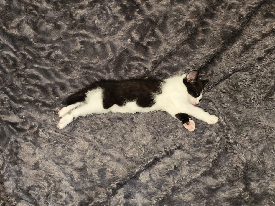 Віддам чудову кішечку в добрі руки!!! Васильків/район, Київ привезу