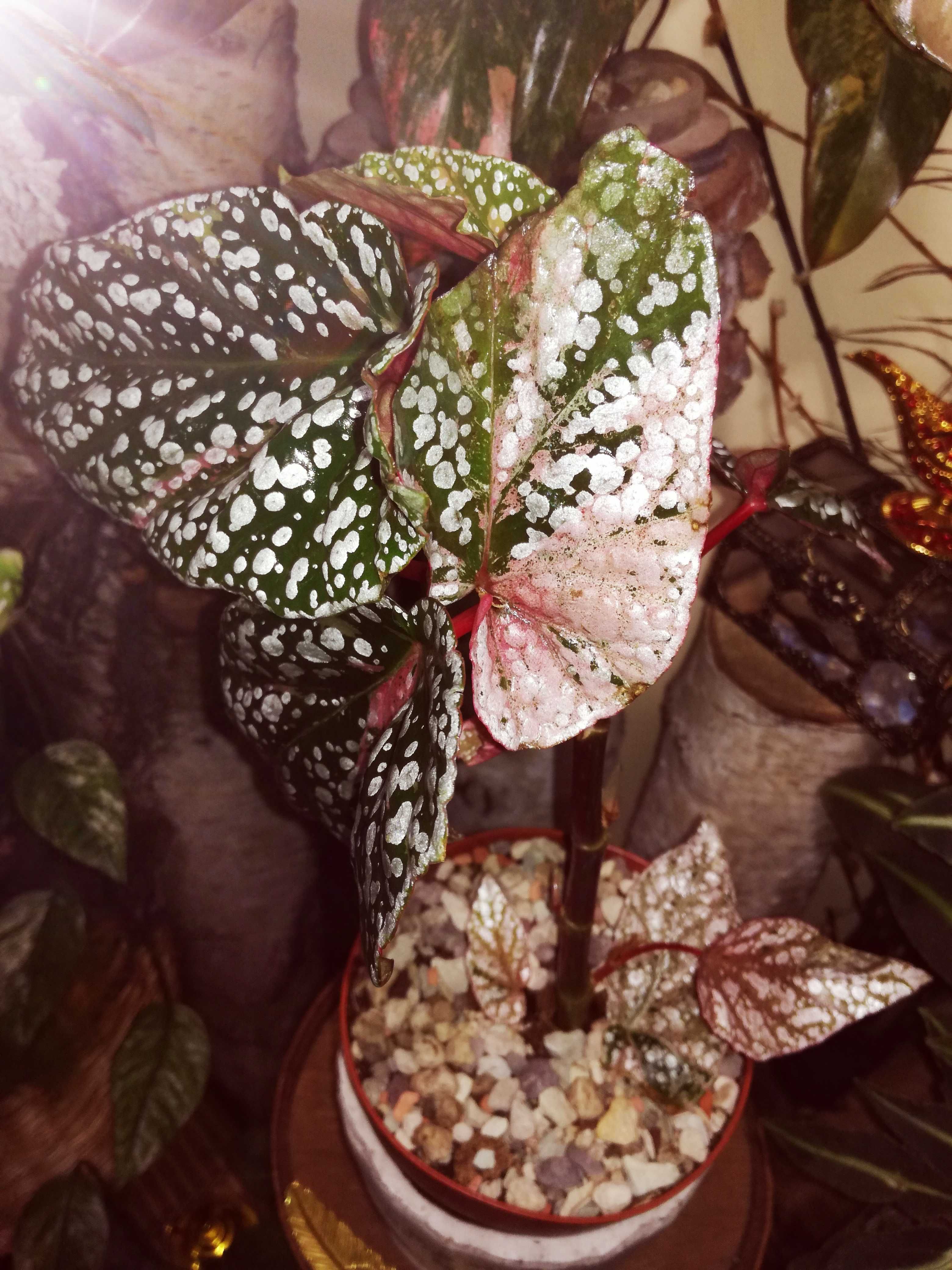 Begonia Snow Capped White Ice Pink Variegata UNIKAT ! monstera philode