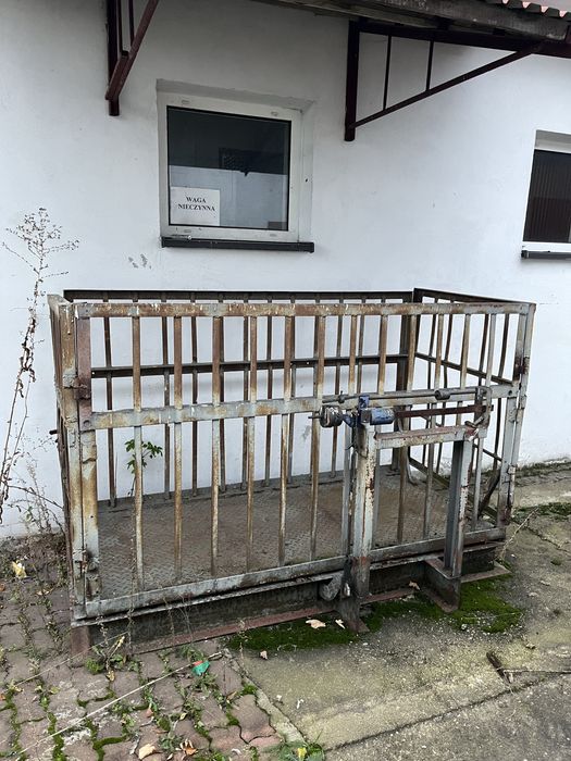 Waga do zywca sprawna