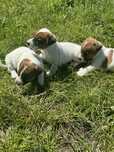 Jack Russell Terier