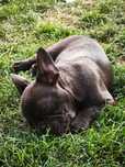 Buldog francuski