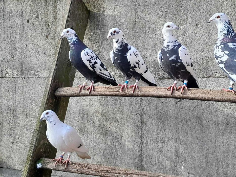 Młode gołębie tygrysy