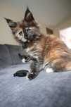 Kotka Maine Coon z rodowodem