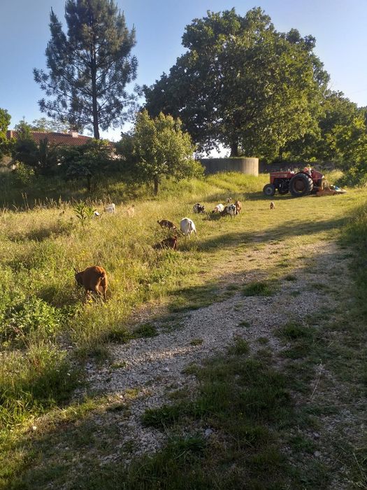 Cabras anas com 4 e 5 meses