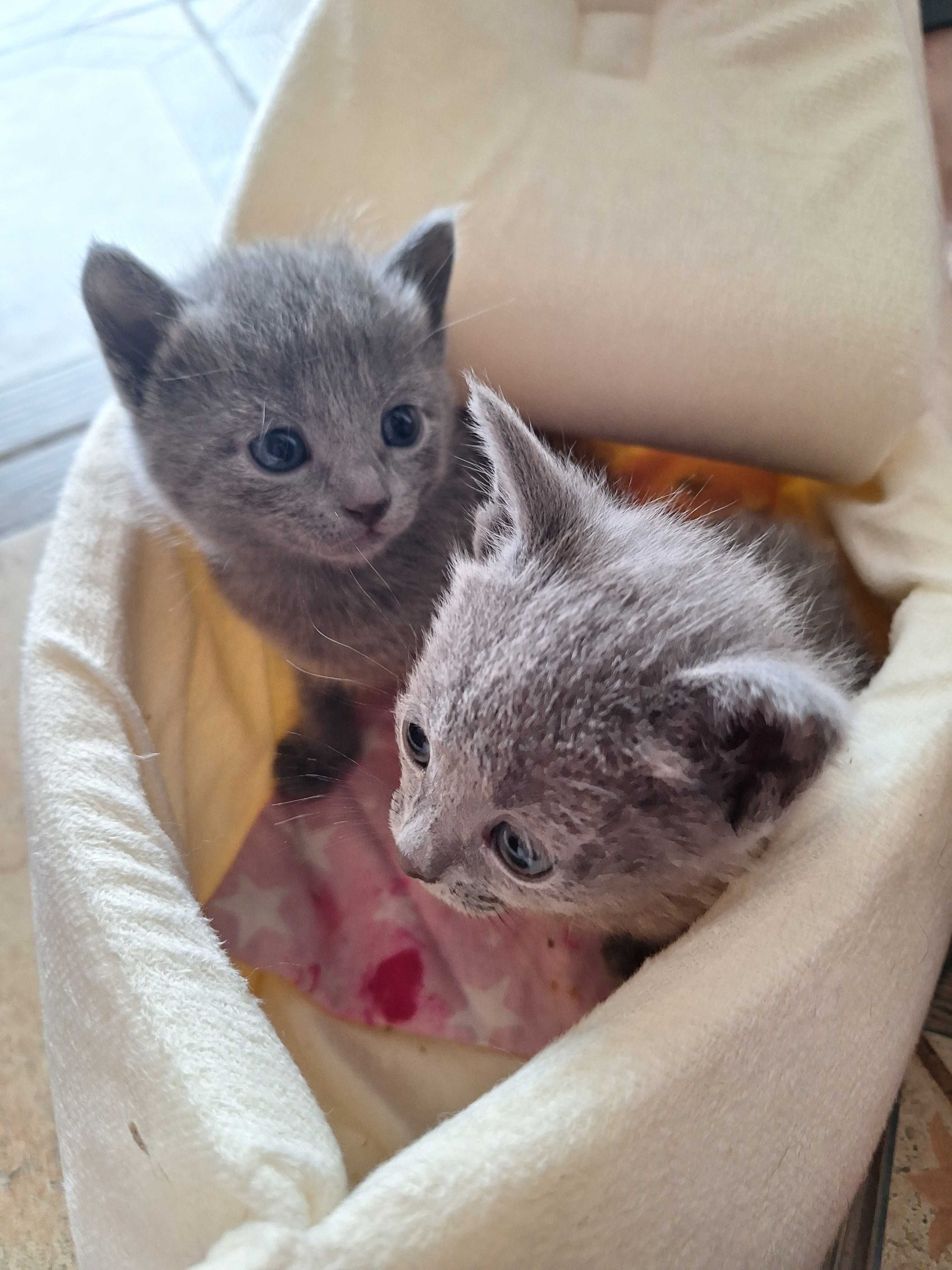 Элитные русские голубые котята