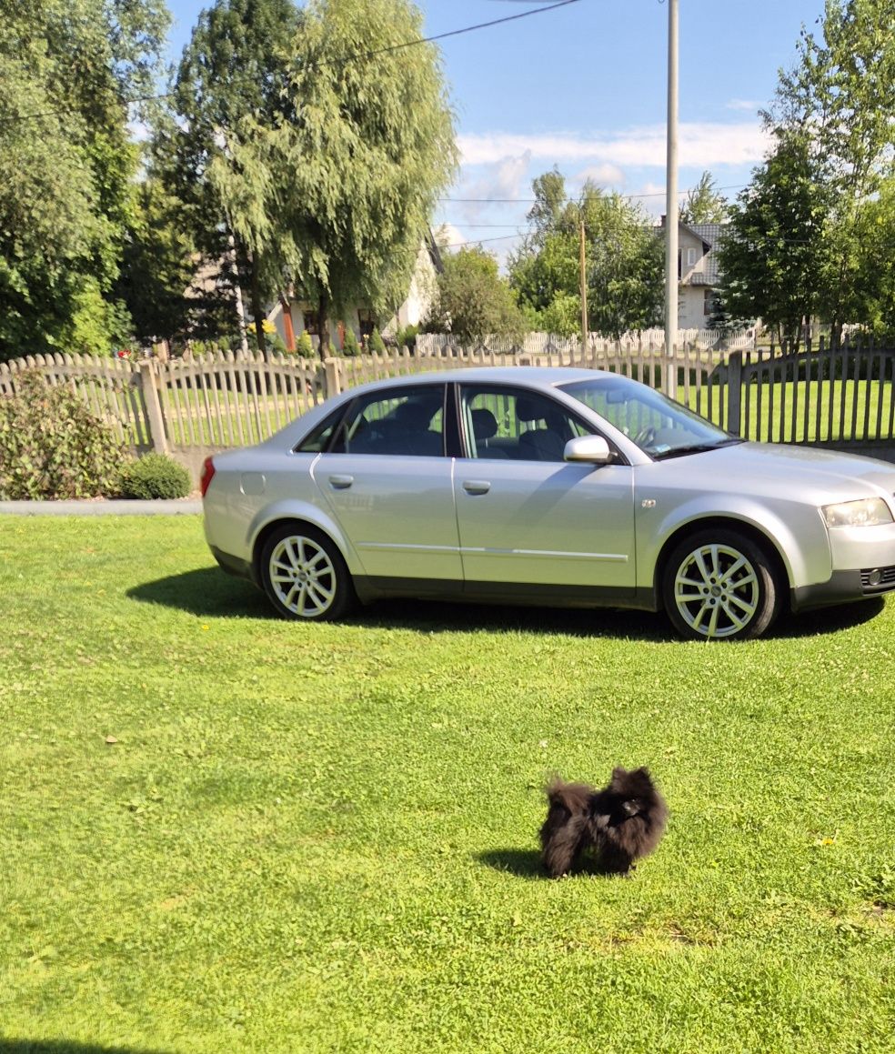 Szpic miniaturowy pomeranin