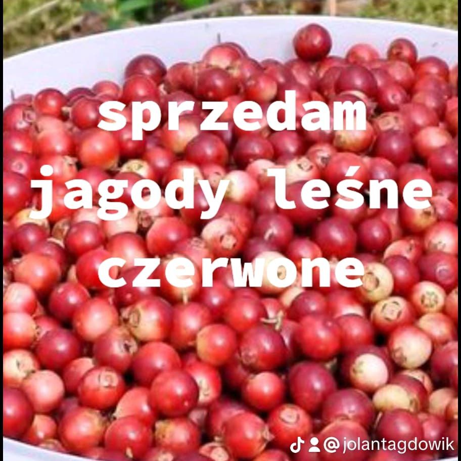 Czerwona Jagoda leśna