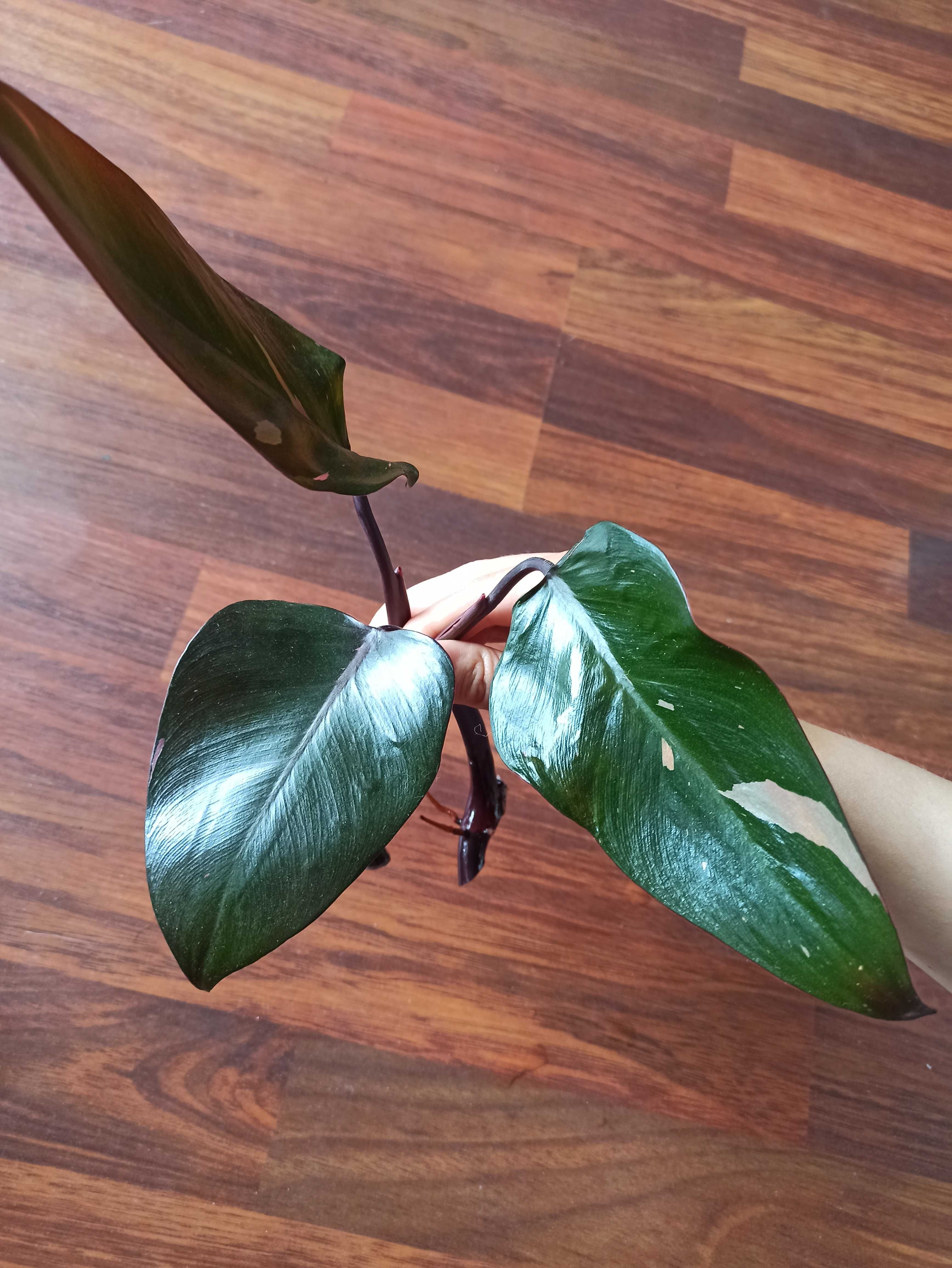 Filodendron pink princess,syngonium neon robusta