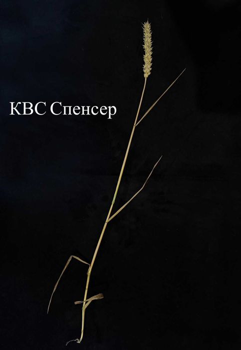 Продам посівний матеріал озимої пшениці КВС Спенсер і КВС Емерік