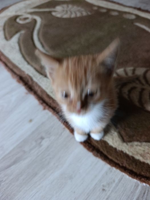 Oddam kotka  dobre ręce