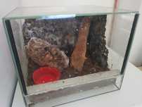 Terrarium dla pająka