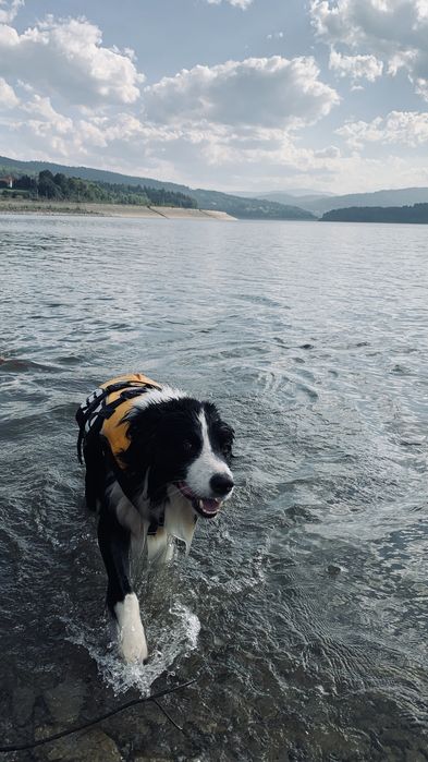 Border Collie reproduktor