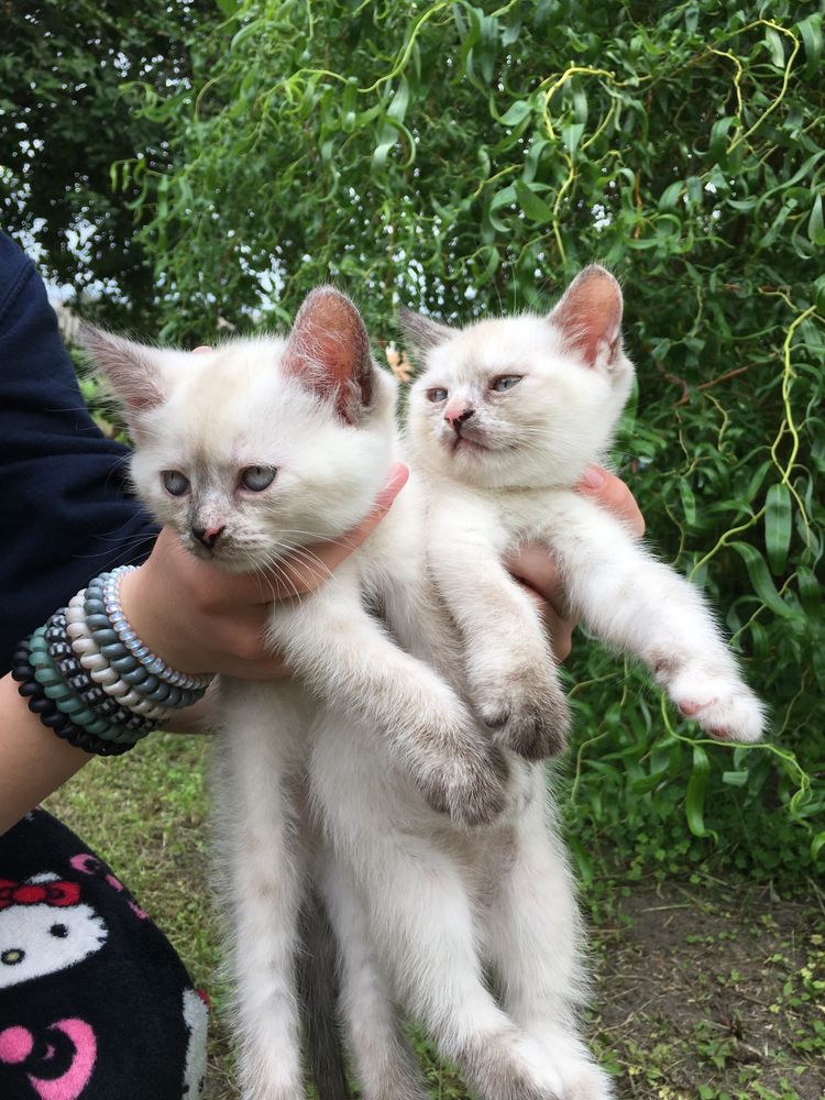 Отдам котят бесплатно