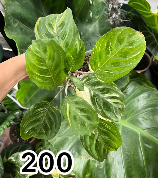 Обмін або викуп)