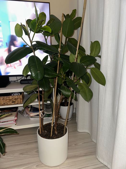 Kwiat Fikus 3 pędowy z donicą