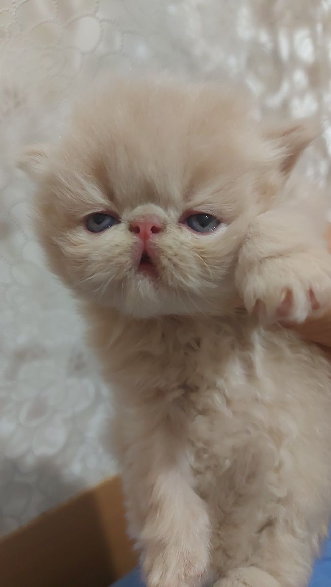 Персидские котята малыши