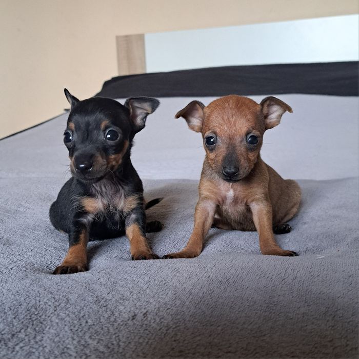 Pinczer miniaturowy xxs