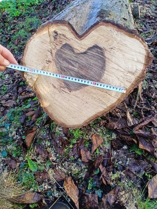 Pień  orzecha włoskiego