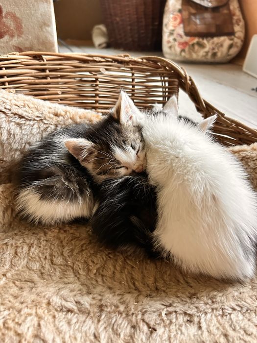 Kocieta szukają domu