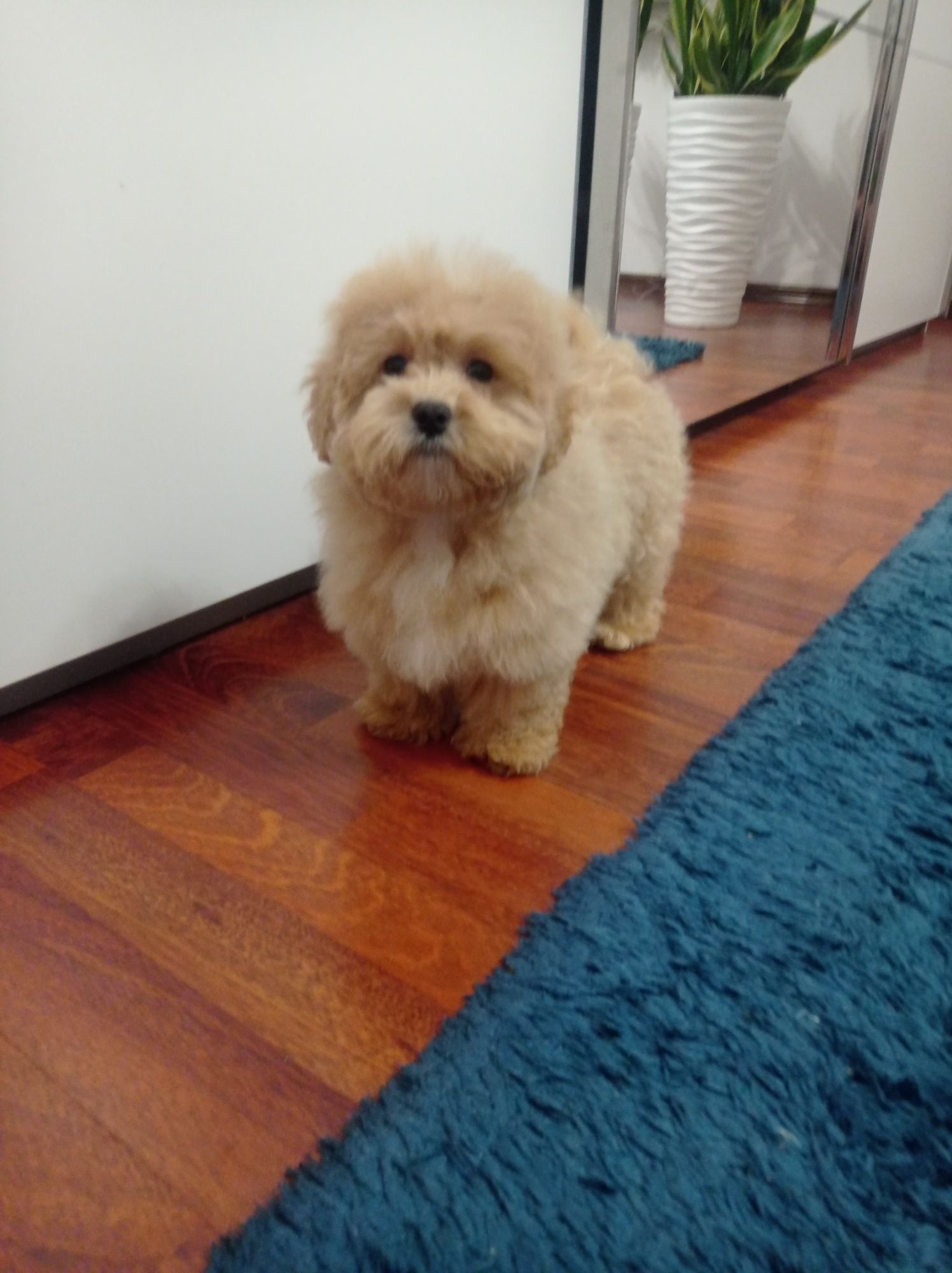 Maltipoo maltańczyk & pudel toy piesek