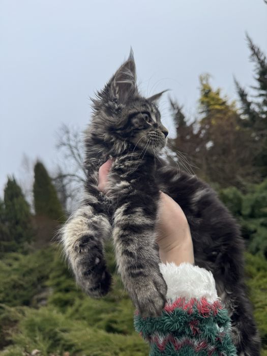 Мейн-Кун Девочка ,мальчики в цвете Black Tabby ,котята