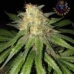 Nasiona marihuany 5 sztuk AK-47 Auto Jungleweed + GRATISY!!!