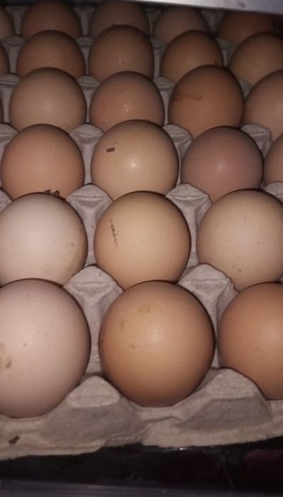 Домашні яйця натуральні домашние яйца