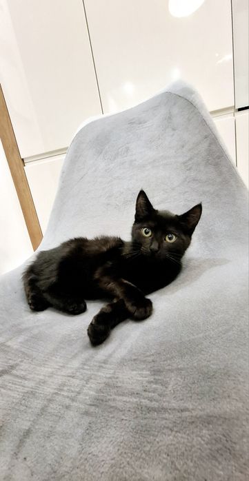 Arinka słodka czarnulka