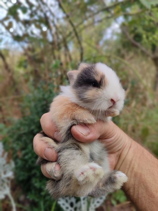 Кролик карликовий міні рижий з черними очіма