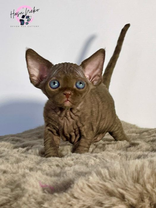 Czekoladowe cuda z miotu „G” Devon Rex z HasuNekoPL