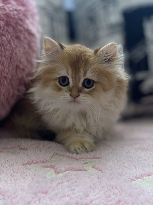 Британська золота шиншила котик