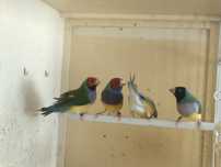 Últimos diamantes gould