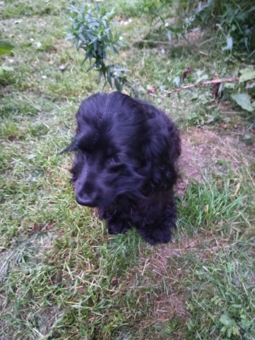 Продам Англійського Кокер Спаніеля