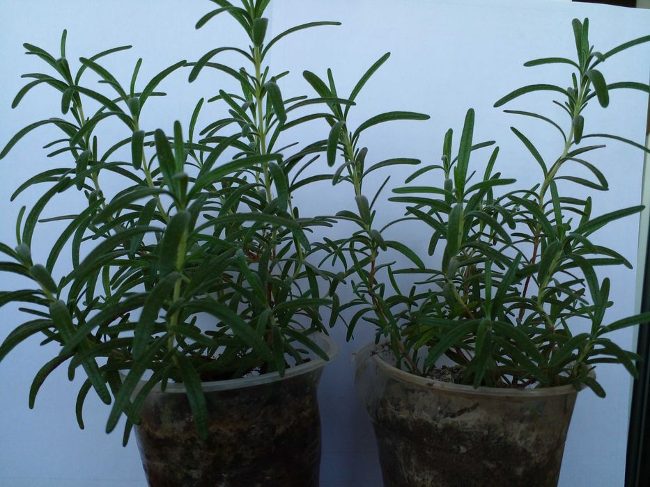 прекрасное растение для дома квартиры Розмарин