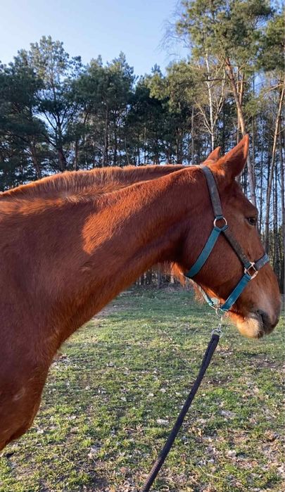 Wałach  kasztanowaty SF