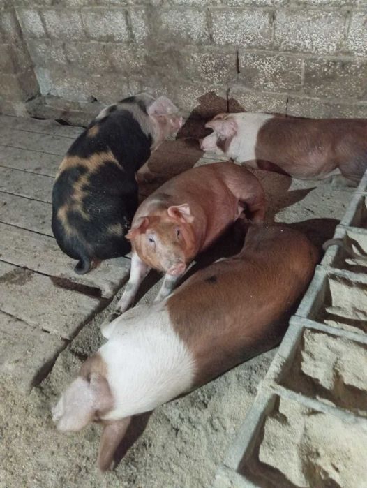 Свині живою вагою