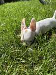 Chihuahuaha sunia  gladka