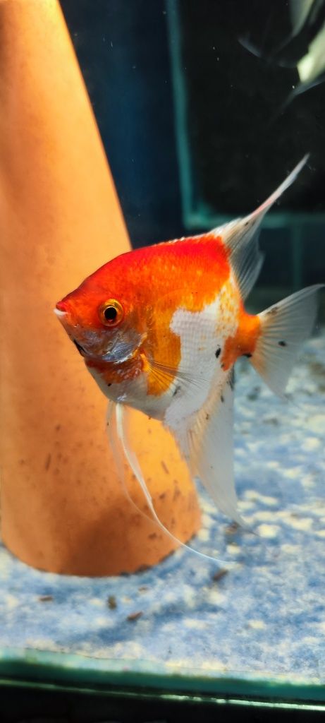 Skalary koi Red devil