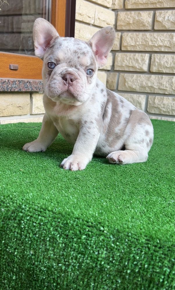VIP цуценя isabella tan merle