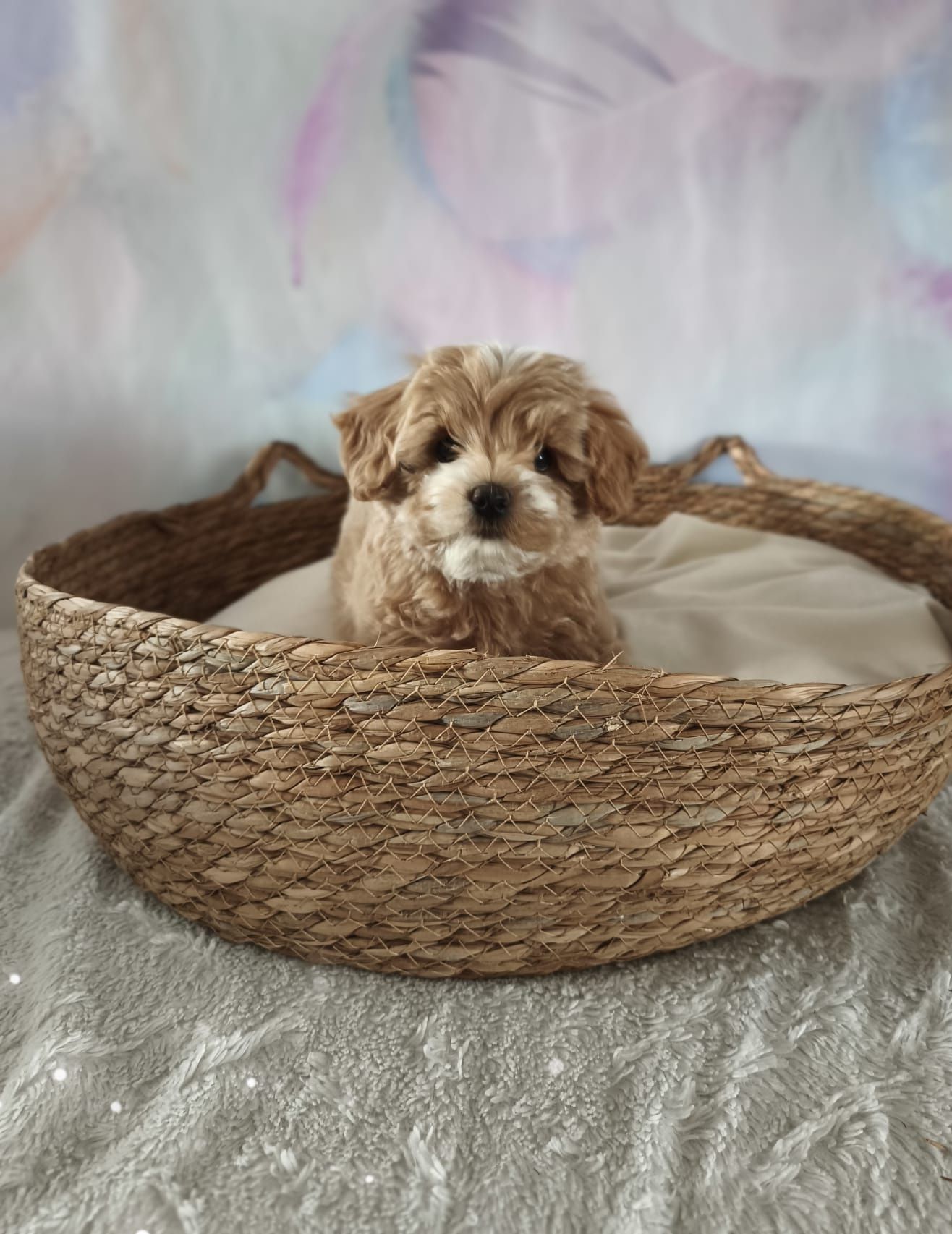 Cudowna suczka rasy maltipoo