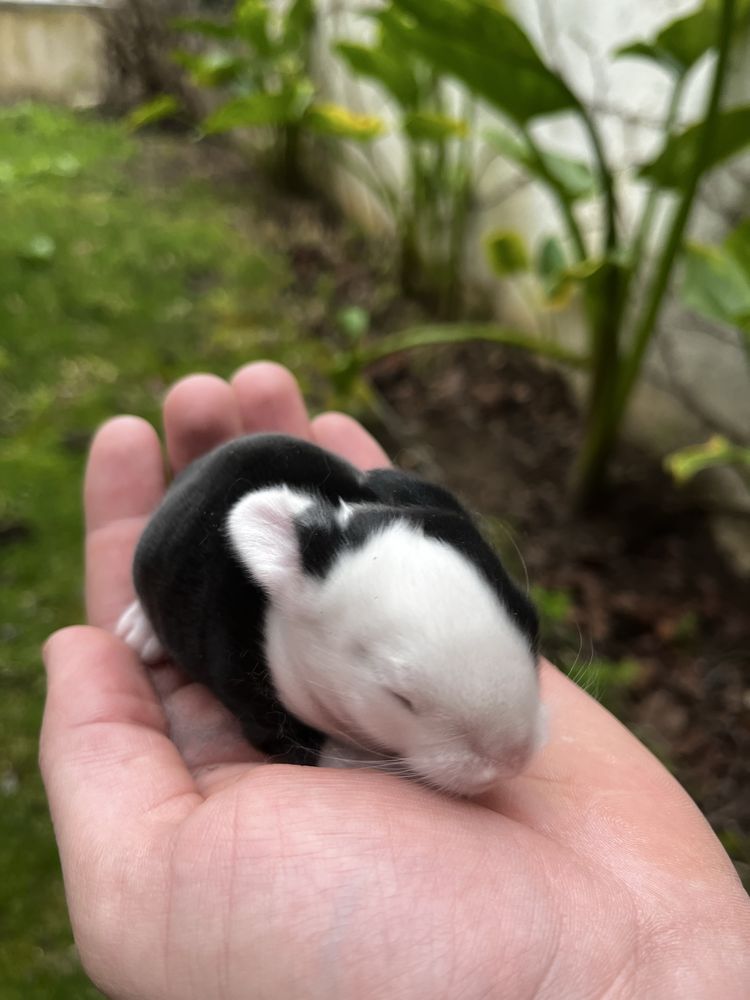 Coelhos MINI LOP bebés