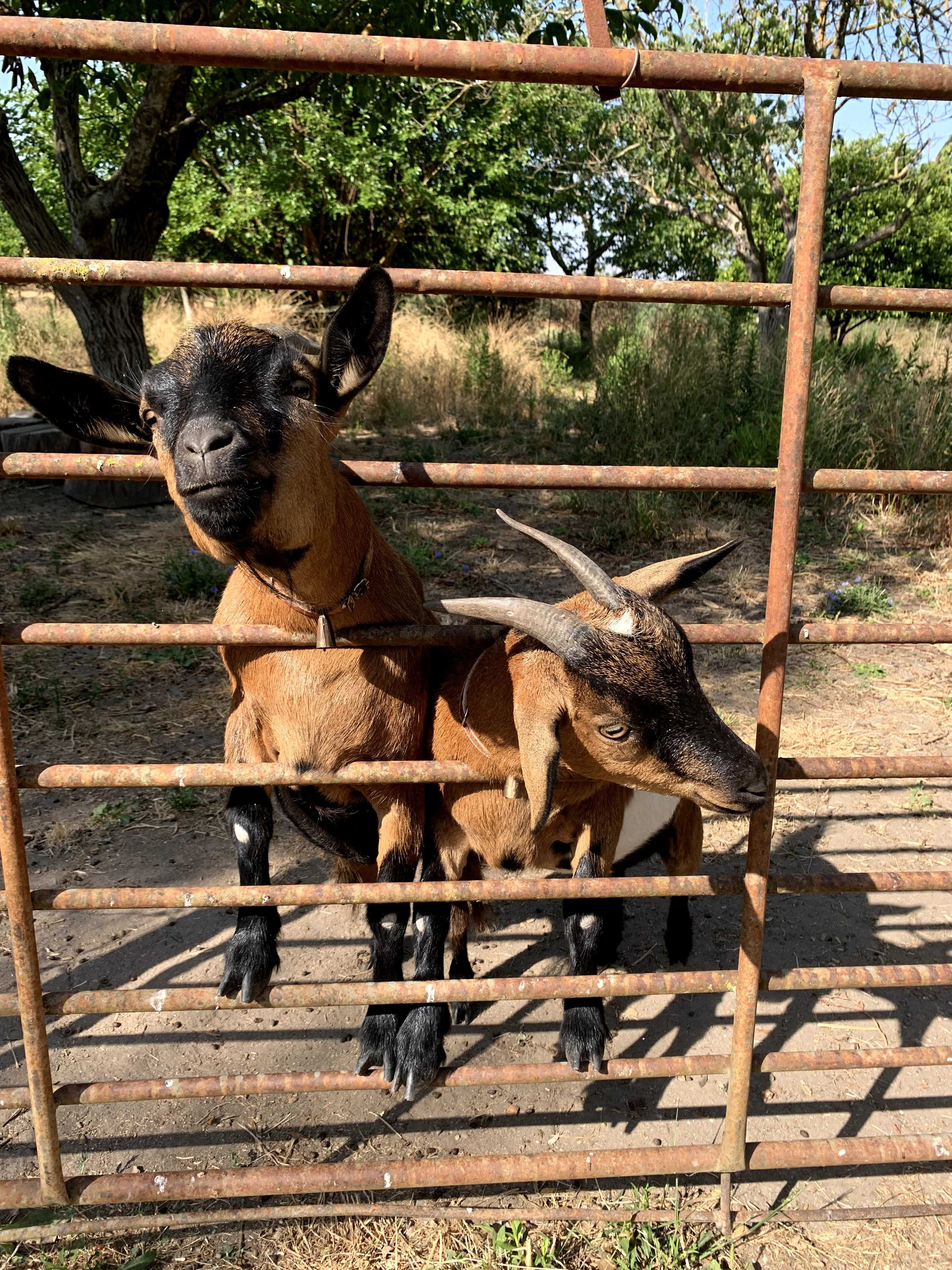 para adoção : 2 cabras-anãs adoraveis e inseparaveis