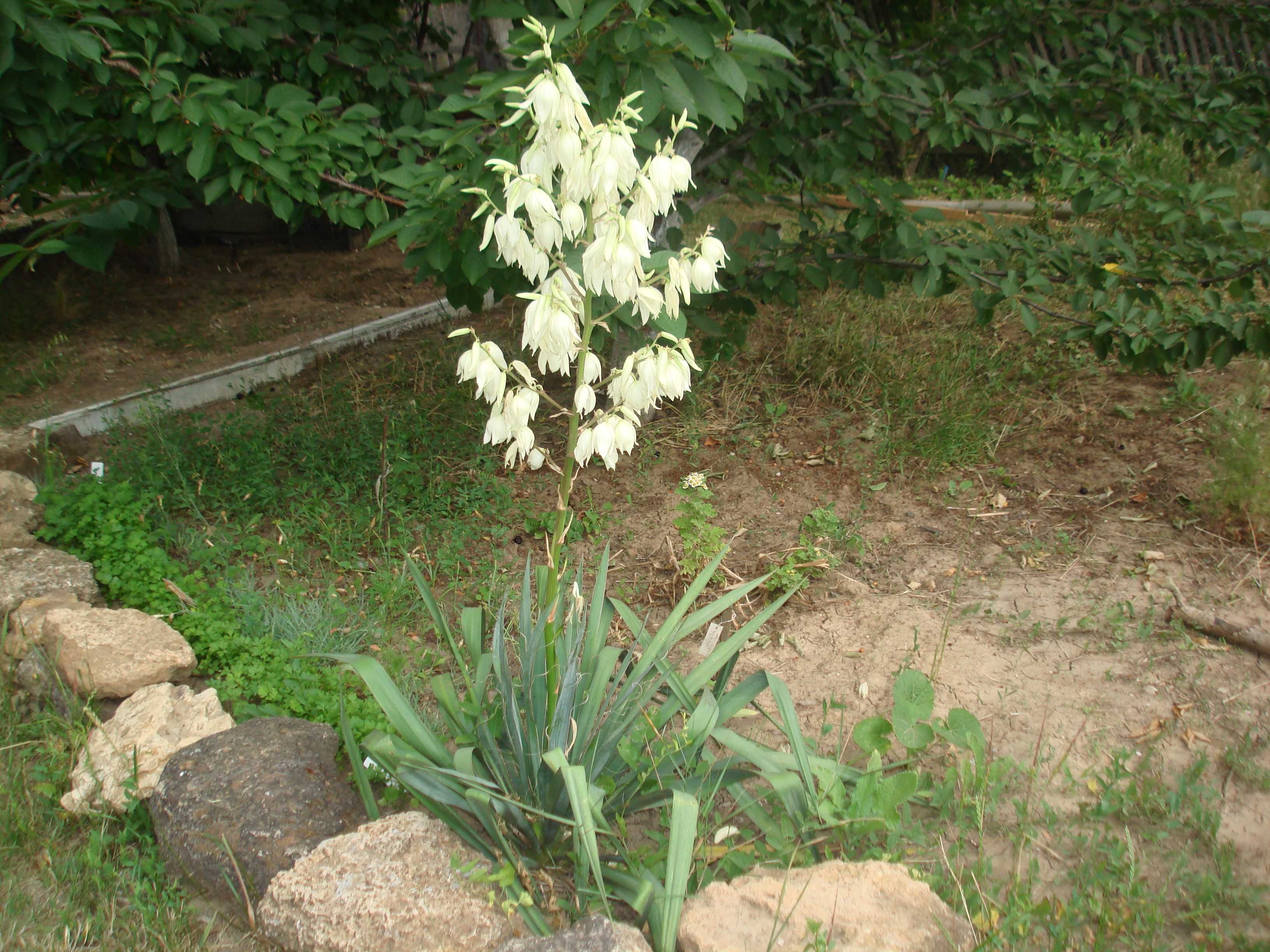 Юкка нитчатая - многолетнее вечнозеленое растение.