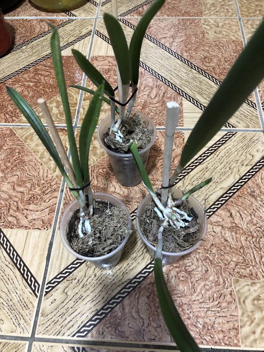 Орхідея каттлея брассавола