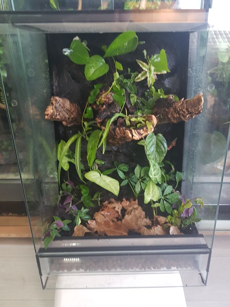 Terrarium tropikalne gekon