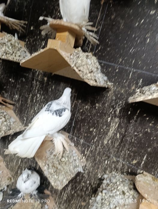 Srebniaki sercowe jasne kosmate